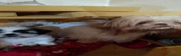 Shih Tzu cani in vendita: Cuccioli di shitzu a Città metropolitana di Roma Capitale - Annuncio 2