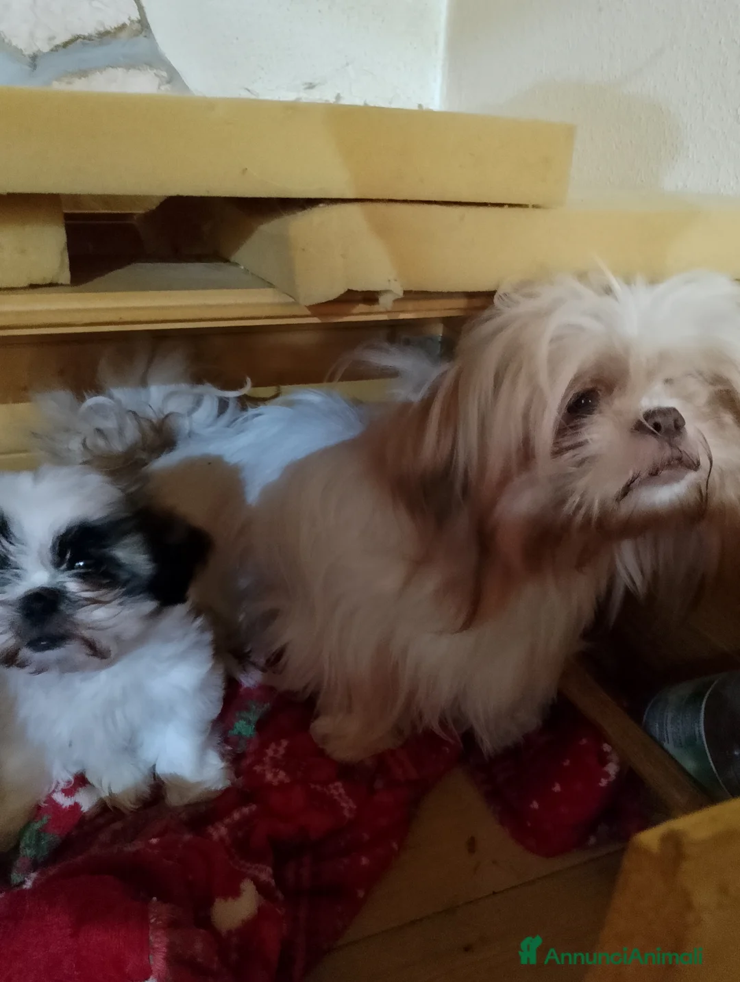 Shih Tzu cani in vendita: Cuccioli di shitzu a Città metropolitana di Roma Capitale - Annuncio 2