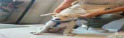 Meticcio cani in regalo: 3 mesi, futuri 14/15 chili  - Annuncio 2