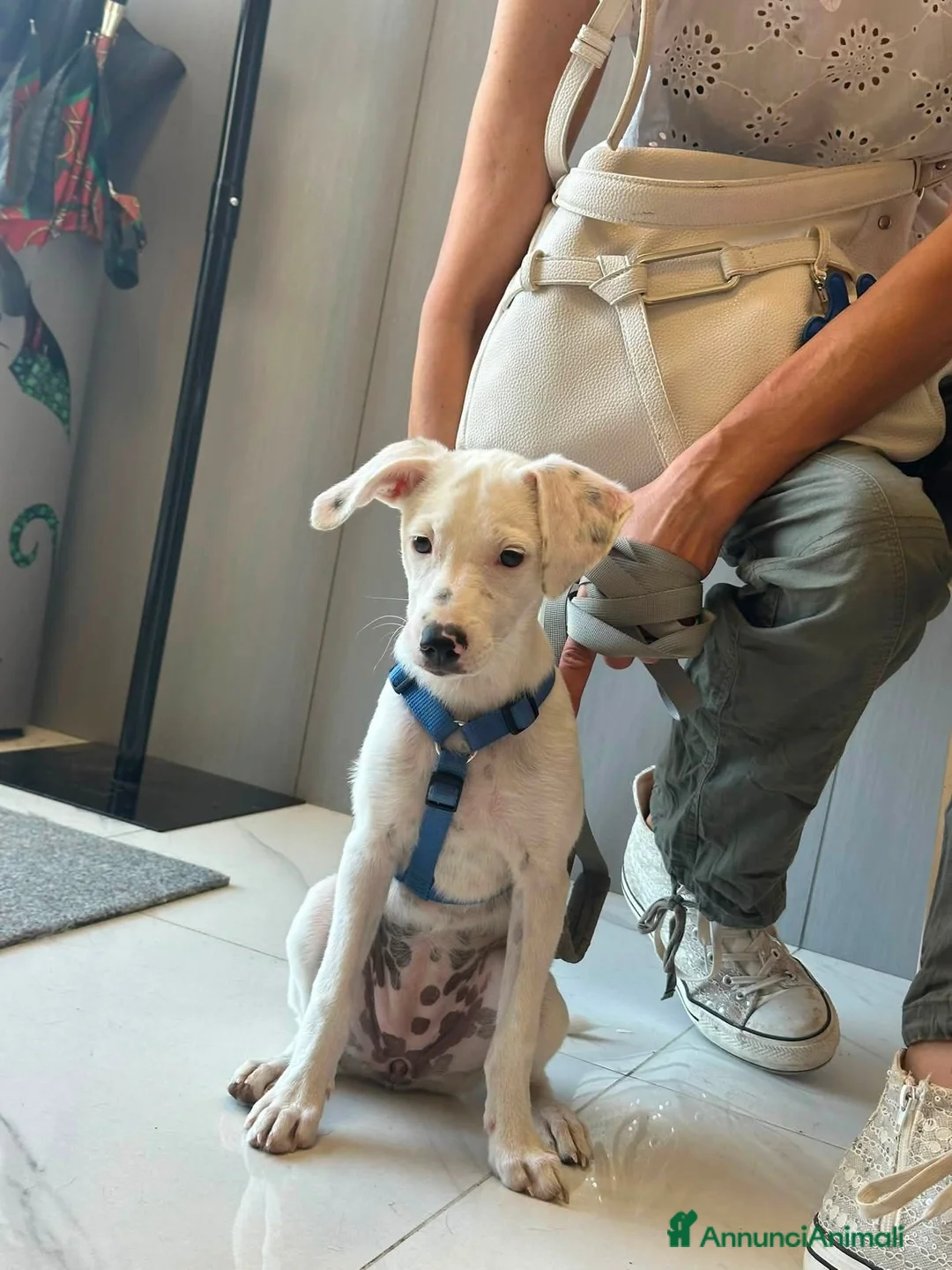 Meticcio cani in regalo: 3 mesi, futuri 14/15 chili  - Annuncio 2