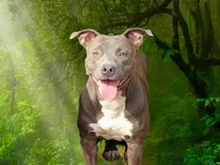 Pitbull cani Pitbull terrier - Annuncio 5