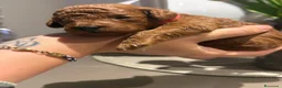 Barboncino Toy cani in vendita: Cuccioli di barboncino toy e mini toy rosso  a Provincia di Brindisi - Annuncio 5