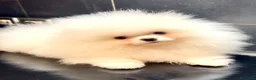 Spitz cani in vendita: Spitz Pomerania nano  - Annuncio 4