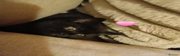 Scottish gatti in vendita: Cuccioli scottish straight - Annuncio 5