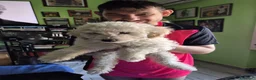 Maltipoo cani in vendita: Cucciolo maltipoo - Annuncio 5