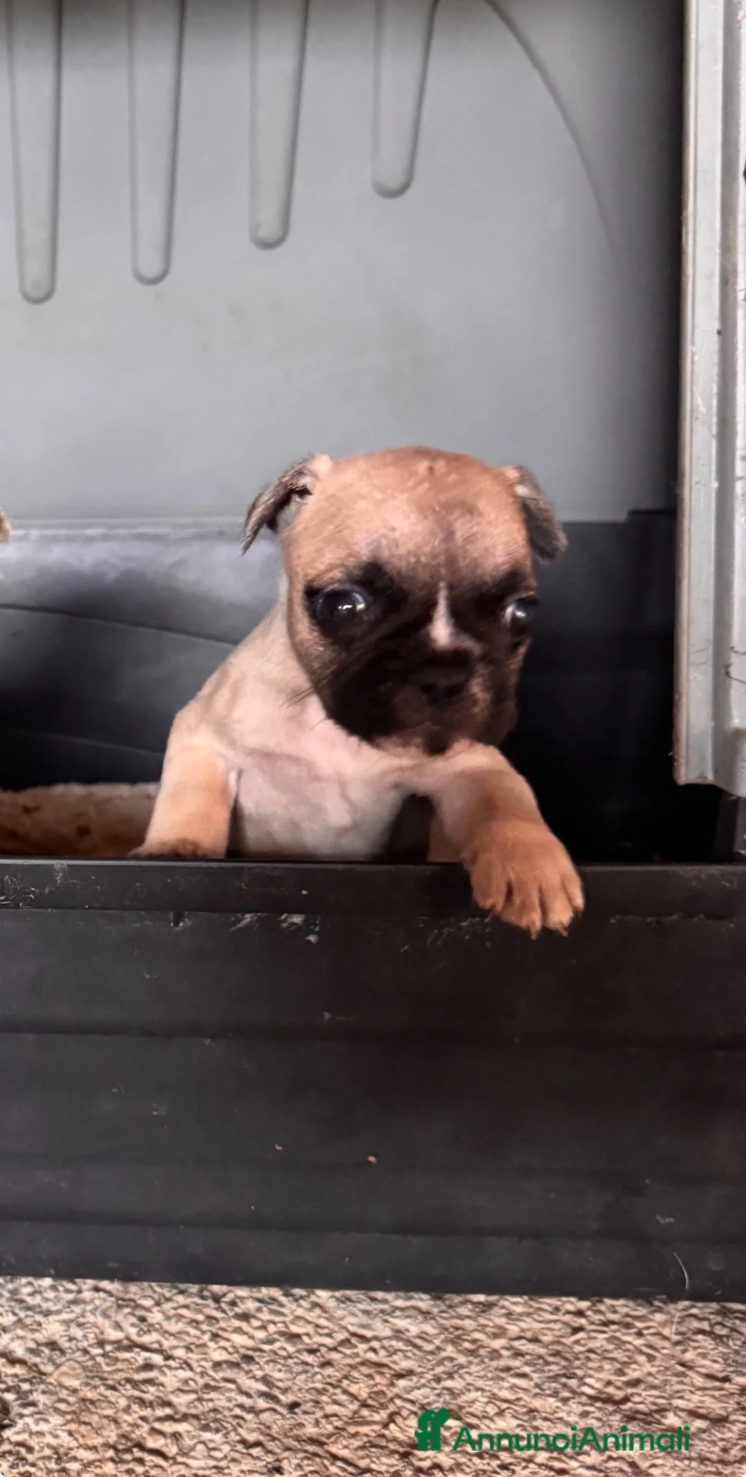 Bulldog Francese cani in vendita: Bulldog francese  a Provincia di Brescia - Annuncio 4