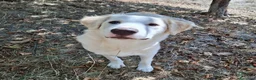 Meticcio cani in regalo: Flora  a Provincia di Potenza - Annuncio 2