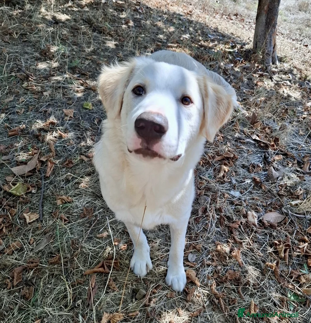 Meticcio cani in regalo: Flora  a Provincia di Potenza - Annuncio 2