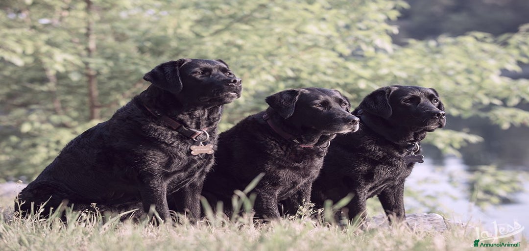 Immagine della galleria {{count}}