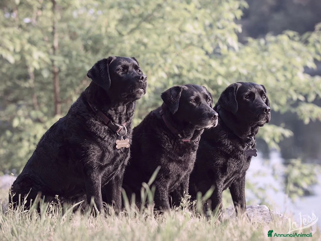 Immagine della galleria {{count}}