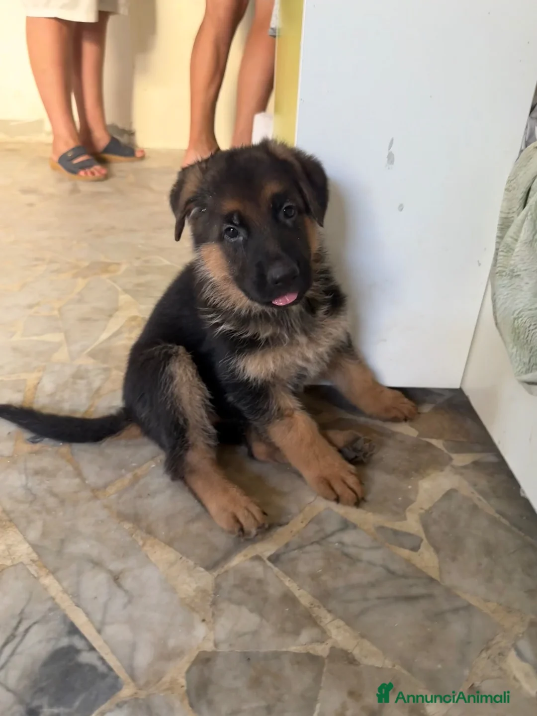 Pastore Tedesco cani in vendita: Pastore tedesco  a Città Metropolitana di Napoli - Annuncio 2