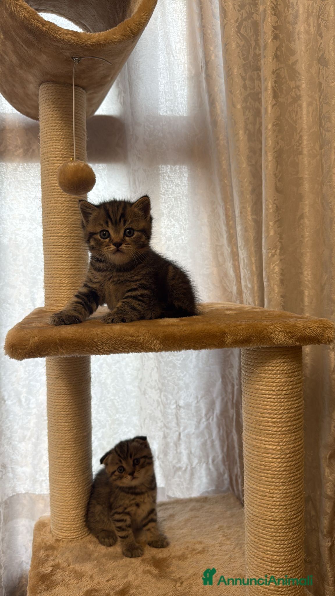 British gatti in vendita: British shorthair  - Annuncio 5