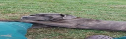 Cane Corso cani in regalo: Cedo cane corso maschio con pedigree - Annuncio 2