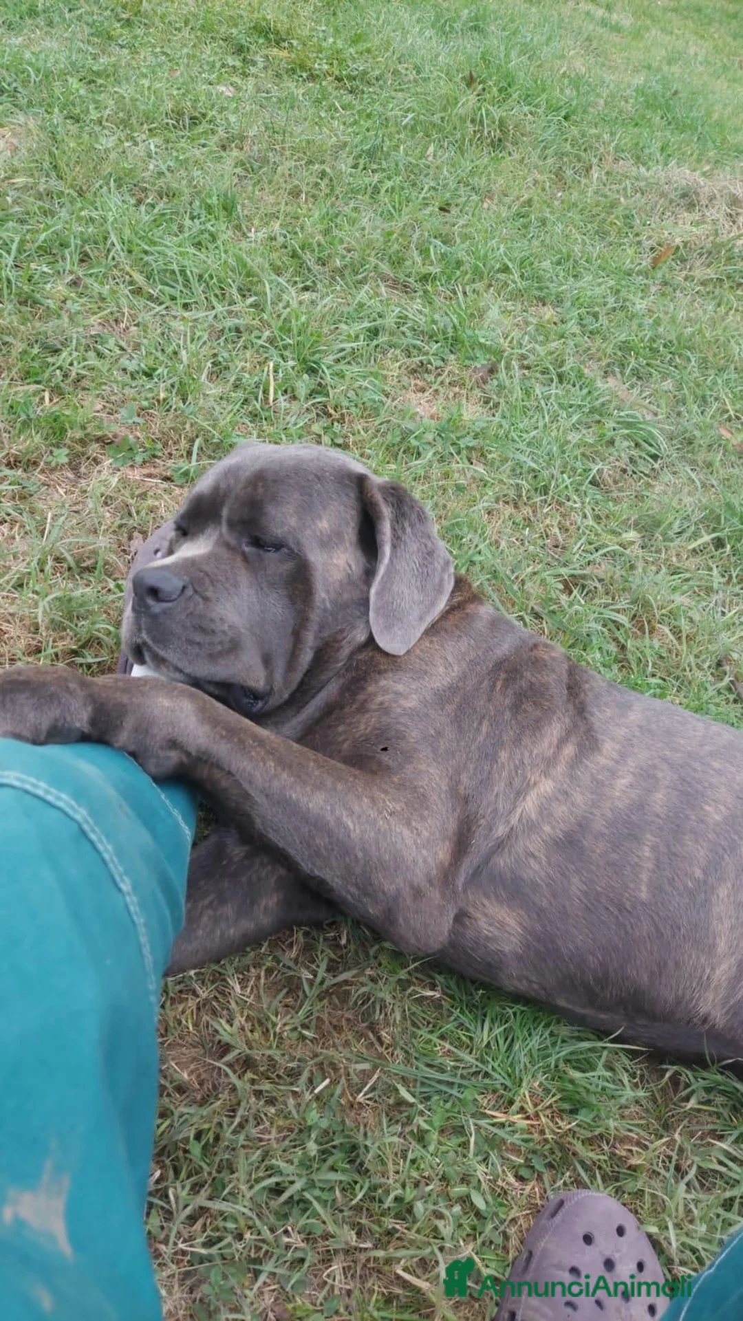 Cane Corso cani in regalo: Cedo cane corso maschio con pedigree - Annuncio 2