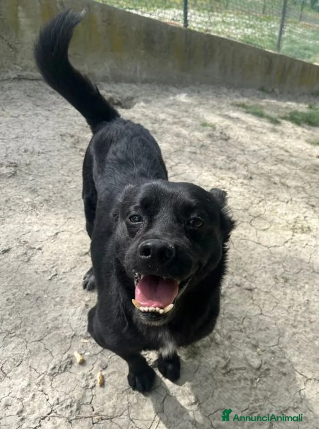 Meticcio cani in regalo: OBELIX cagnolino fantastico a Città Metropolitana di Firenze - Annuncio 8