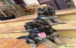 Pastore Tedesco cani in vendita: Cuccioli di pastore tedesco a Provincia di Brindisi - Immagine 15