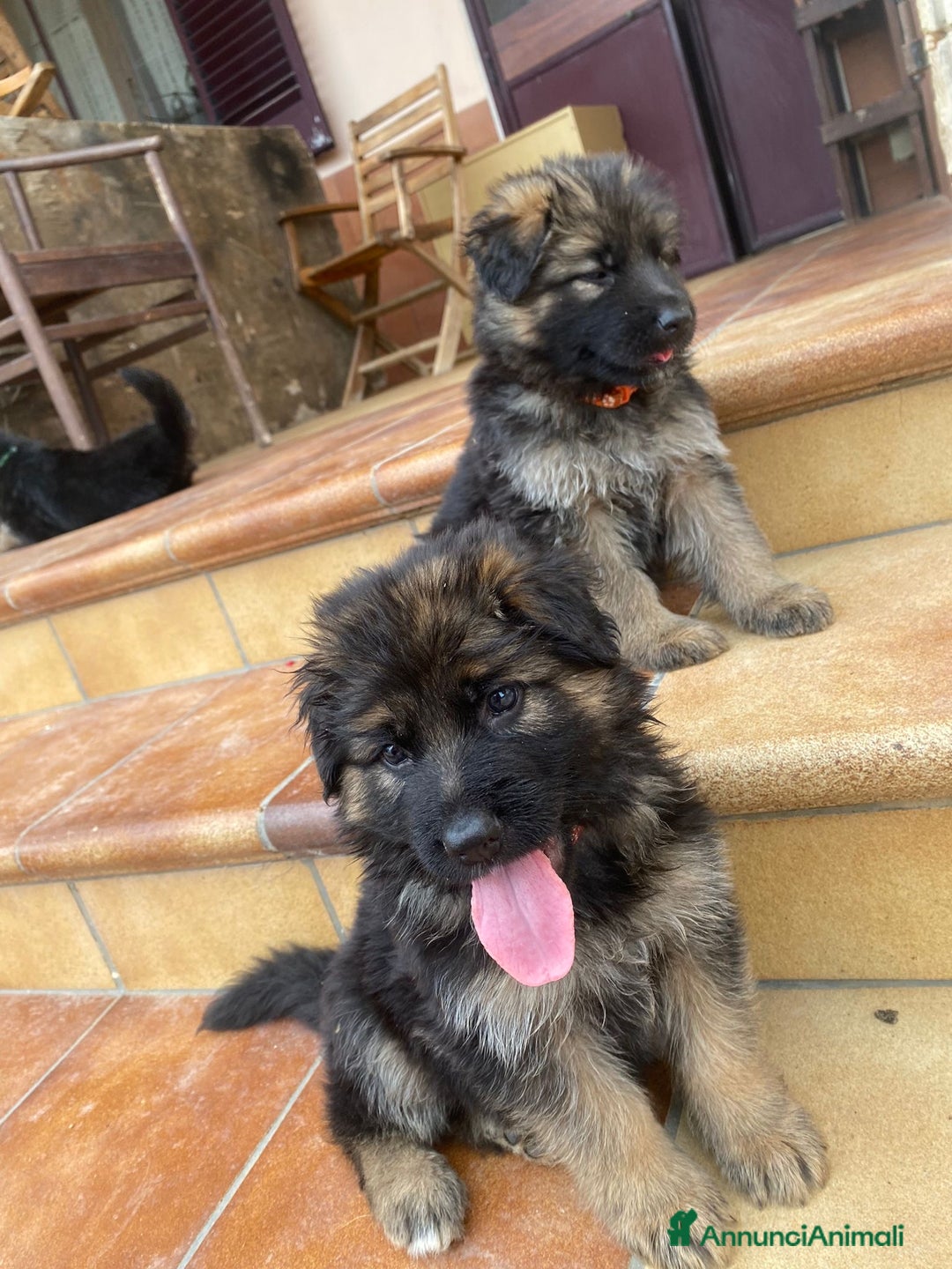 Pastore Tedesco cani in vendita: Cuccioli di pastore tedesco a Provincia di Brindisi - Immagine 15