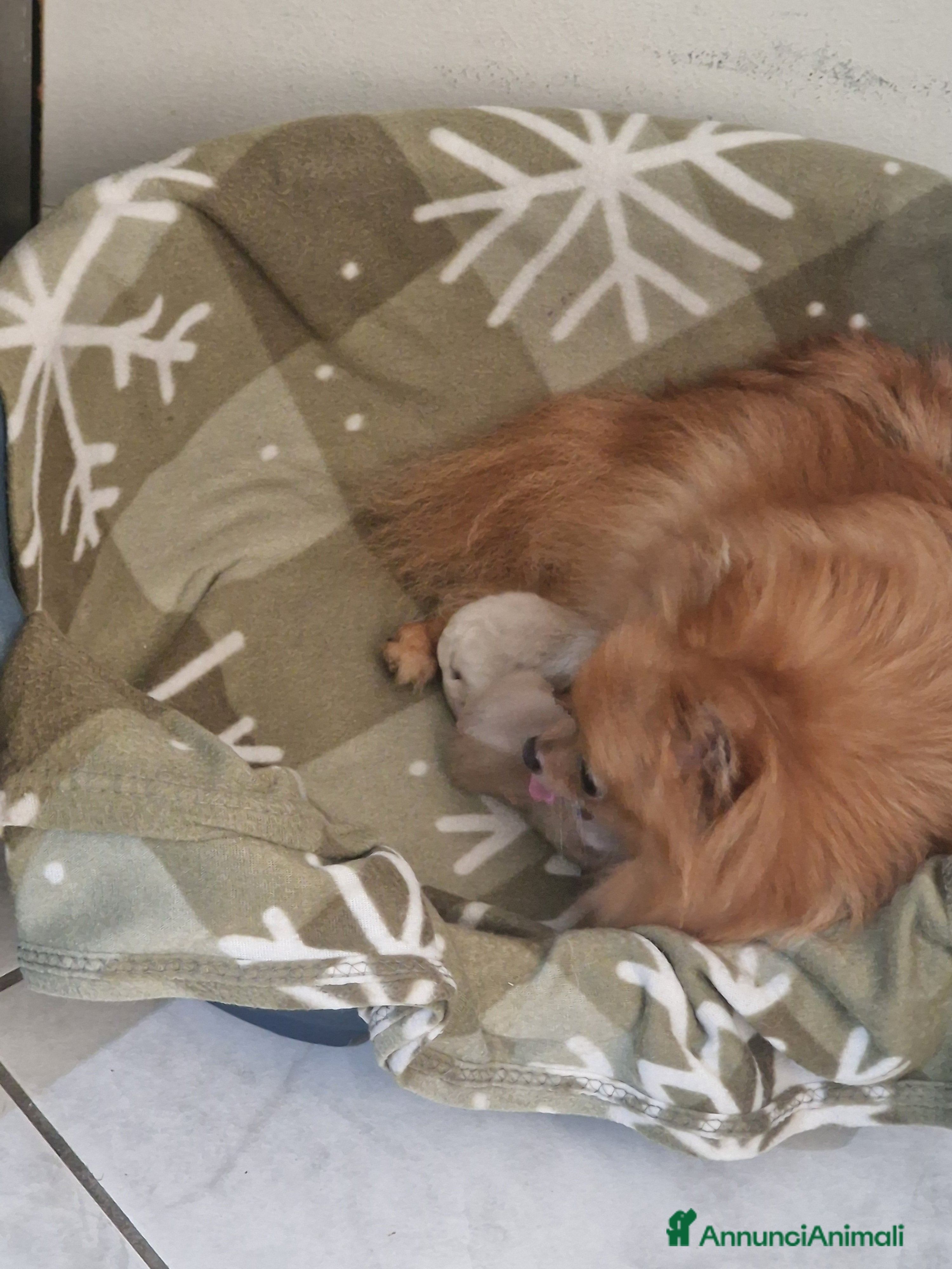 Volpino Pomerania cani Due maschietti disponibili  - Annuncio 11