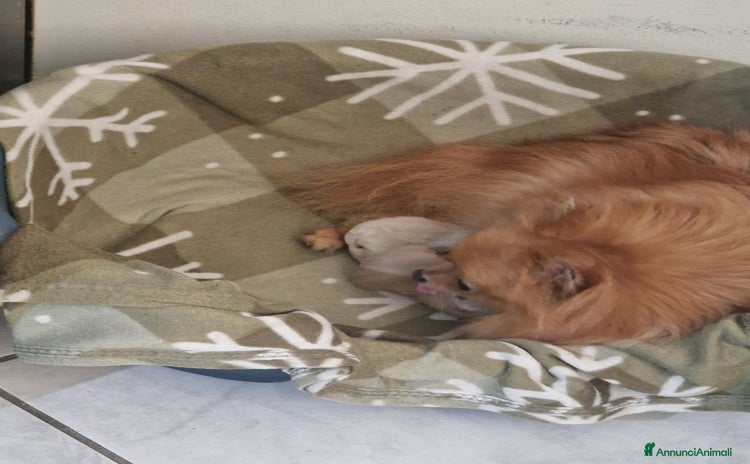 Volpino Pomerania cani - Annuncio 5