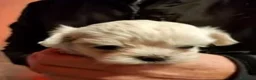 Maltese cani in vendita: Cuccioli maltese con pedigree - Annuncio 4
