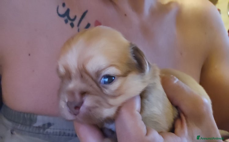 Chihuahua cani a Città metropolitana di Roma Capitale - Annuncio 8