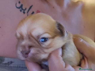 Chihuahua cani Chihuahua a Città metropolitana di Roma Capitale - Annuncio 6