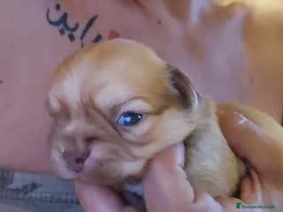 Chihuahua cani Chihuahua a Città metropolitana di Roma Capitale - Annuncio 27