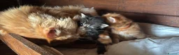 Maine Coon gatti in vendita: Cuccioli maine coon (Lestat X Hvitt Lys) - Annuncio 1