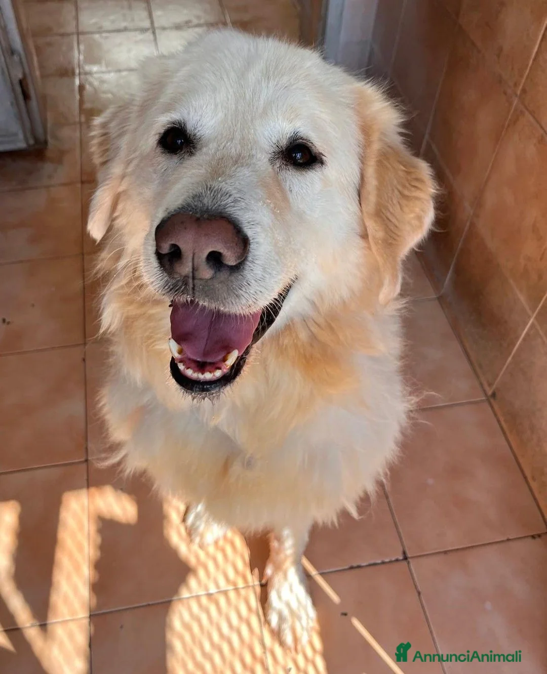 Meticcio cani in regalo: SALOMONE CERCA CASA - Annuncio 2
