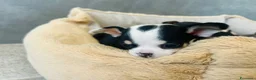 Chihuahua cani in vendita: piccoli chihuahua toy  - Annuncio 8