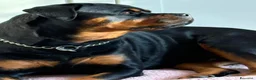 Rottweiler cani in vendita: ROTTWEILER  - Annuncio 3