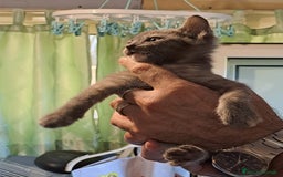 Meticcio gatti in regalo: LA SPLENDIDA TEMPESTA - Immagine 3