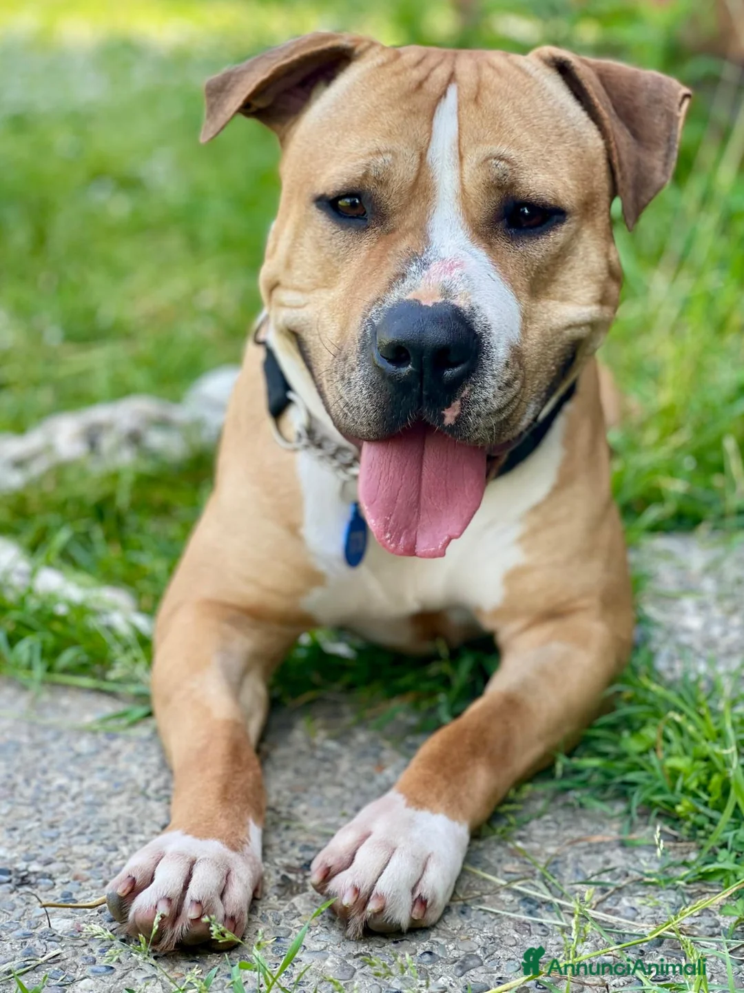 Meticcio cani in regalo: PABLO BELLISSIMO PIT - Annuncio 1