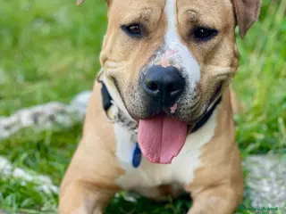 Meticcio cani PABLO BELLISSIMO PIT - Annuncio 11