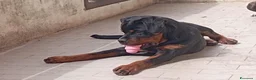 Rottweiler cani per accoppiamento: Cercasifemminarotweiller con pedigree daccoppiare a Provincia di Perugia - Annuncio 7