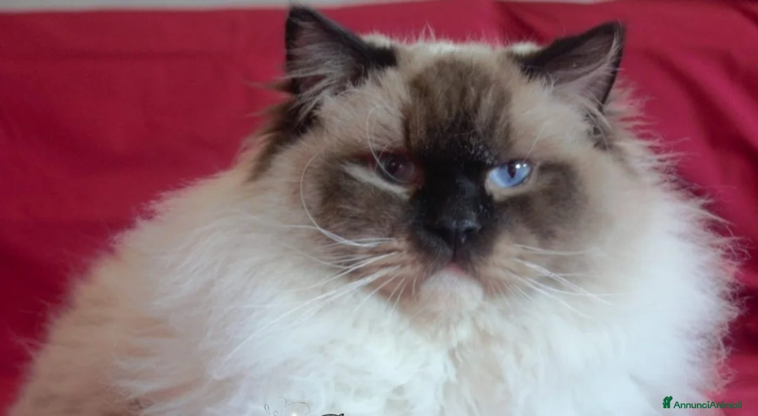 Ragdoll gatti in vendita: Bellissime femmine seal mitted - Annuncio 1