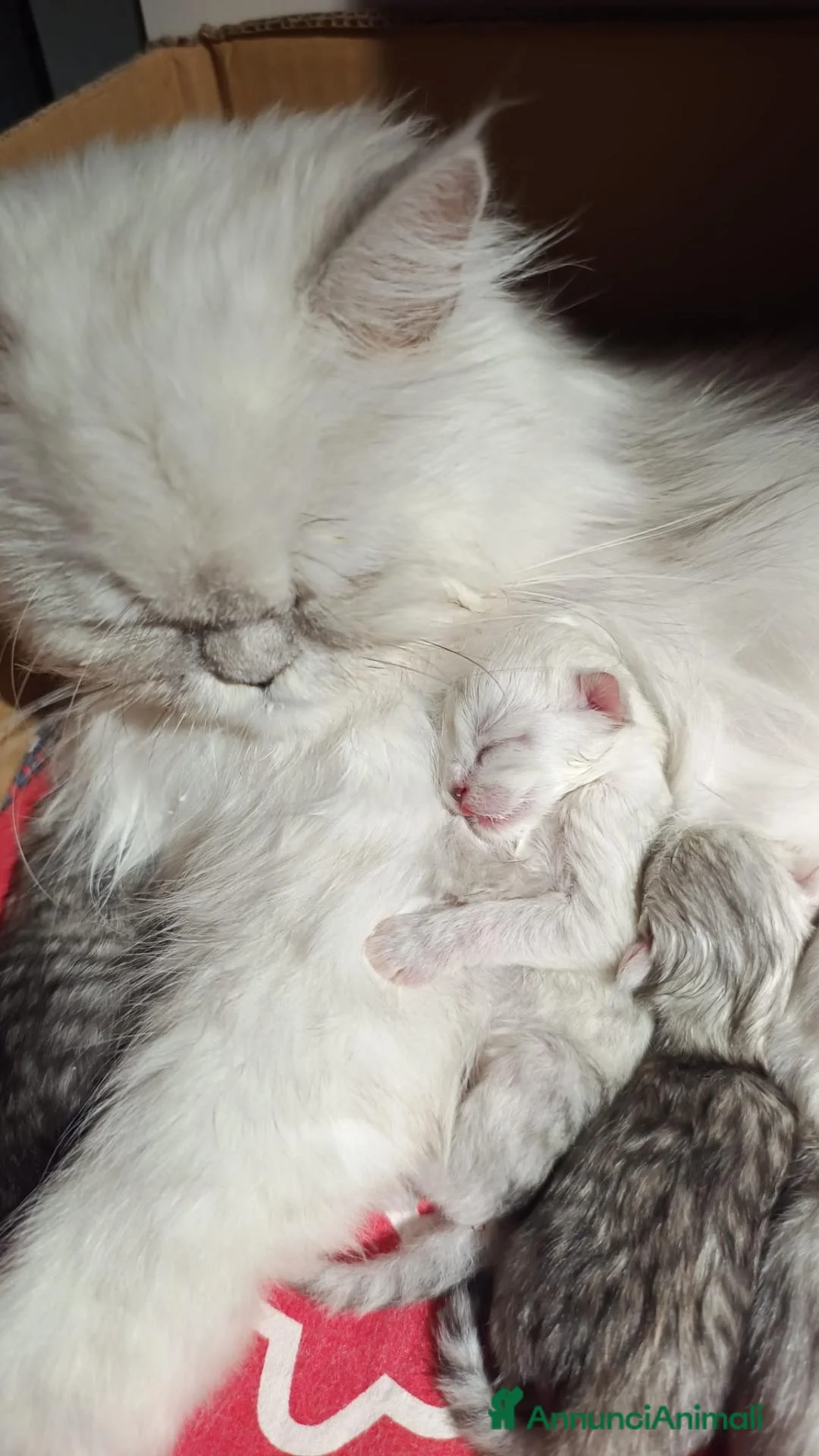 Persiano gatti in vendita: Persiani Chinchillà  - Annuncio 10