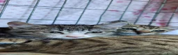 Meticcio gatti in regalo: Artù gattino affettuoso - Annuncio 4