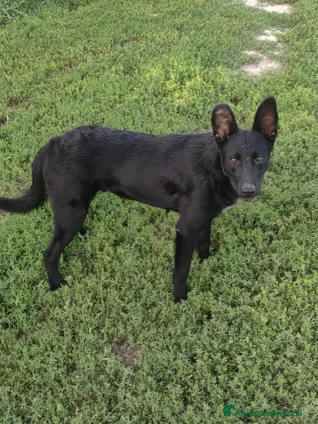 Meticcio cani in regalo: Tommy: cucciolone socievole e affettuoso  - Annuncio 1