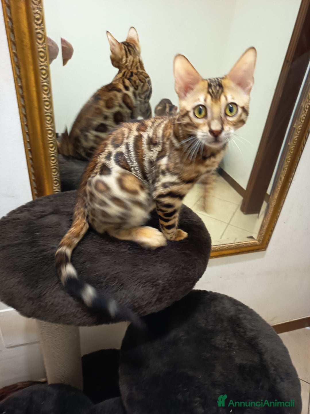 Bengala gatti in vendita: meraviglioso maschietto Bengala  - Annuncio 6