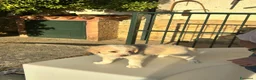 Meticcio cani in regalo: Deliziosi cuccioli cercano casa a Città metropolitana di Palermo - Annuncio 9