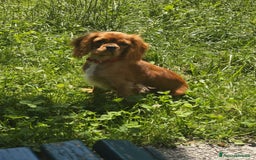Cavalier King cani in vendita: Cavalier king a Provincia di Mantova - Immagine 7