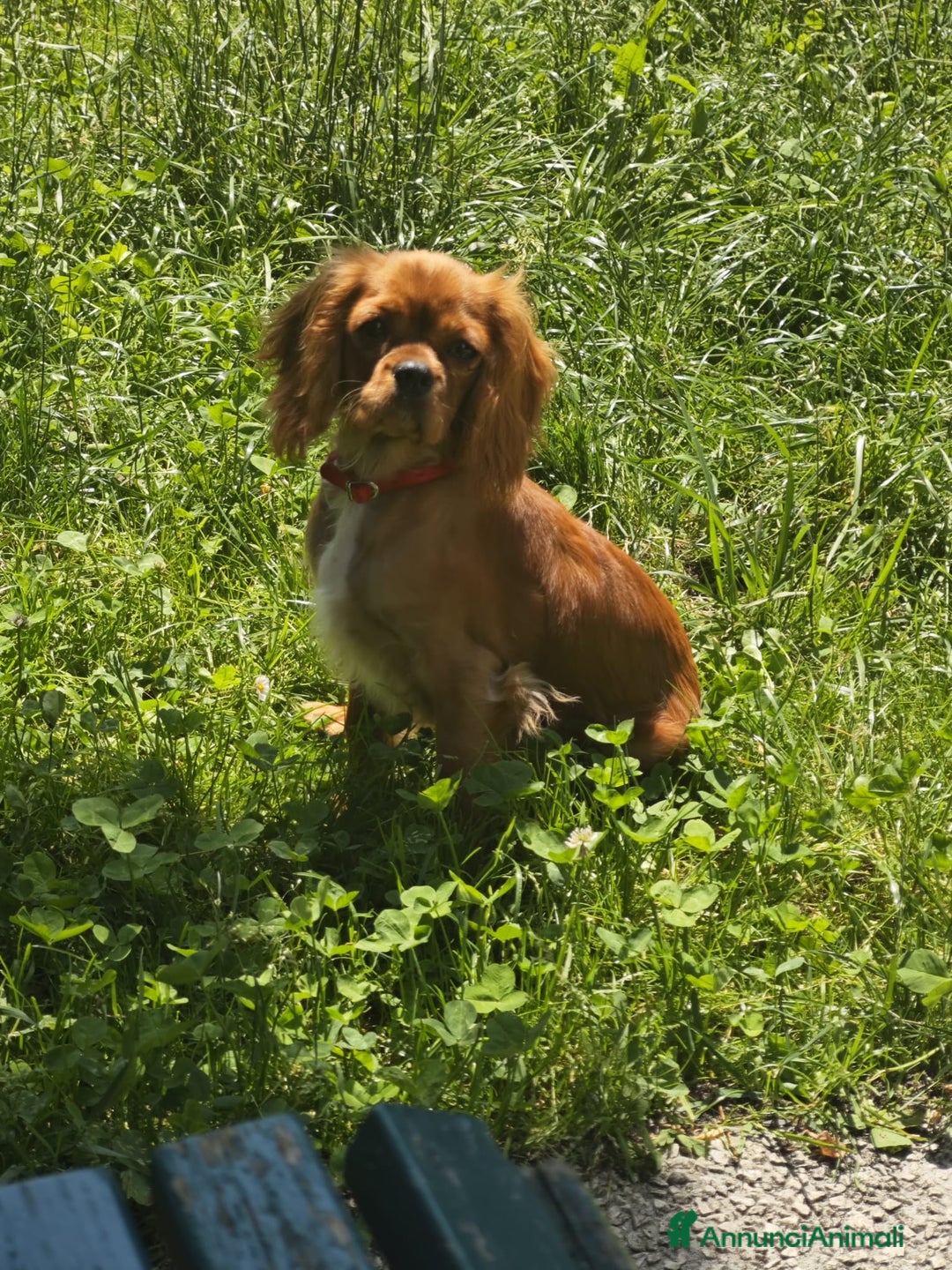 Cavalier King cani in vendita: Cavalier king a Provincia di Mantova - Immagine 7