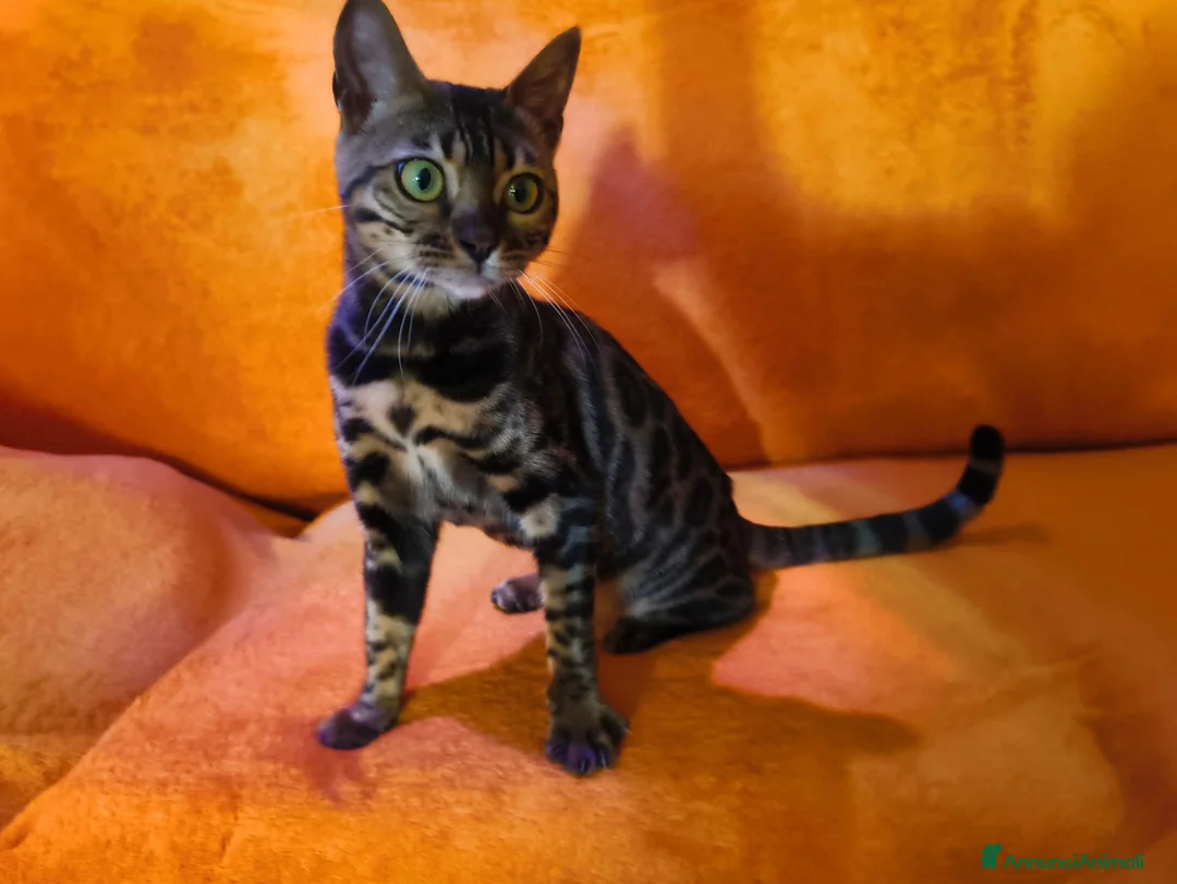 Bengala gatti in vendita: Dolcissima Bellissima gattina Bengala  - Annuncio 1