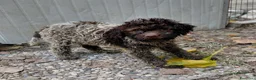 Lagotto cani in vendita: Cuccioli lagotto romagnolo da tartufi  - Annuncio 2