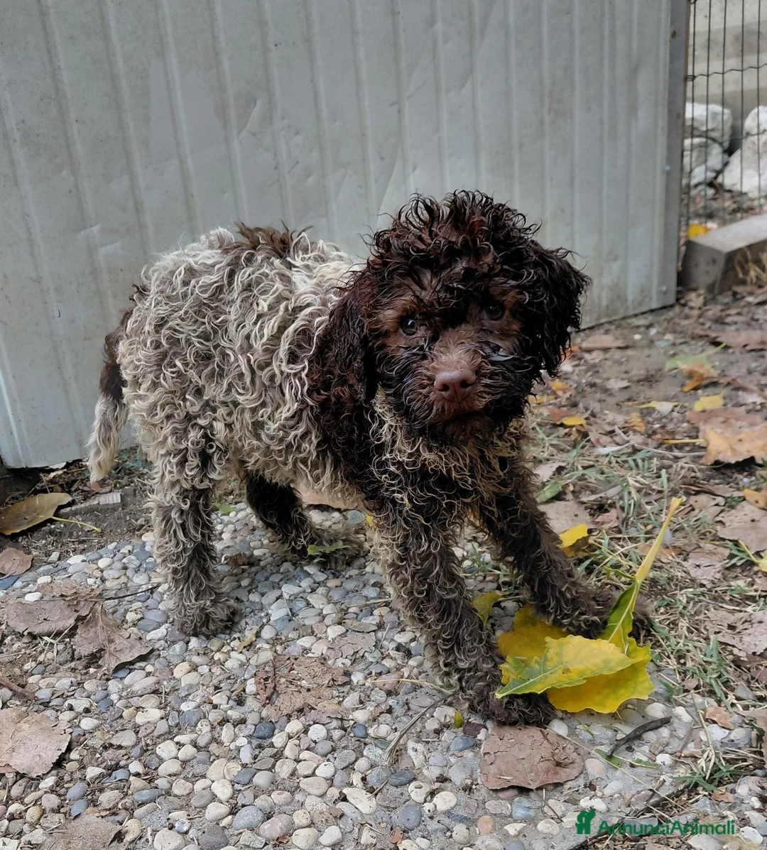 Lagotto cani in vendita: Cuccioli lagotto romagnolo da tartufi  - Annuncio 2