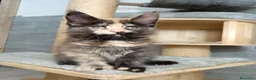 Maine Coon gatti in vendita: Femmine maine coon con pedigree Fife  - Annuncio 4