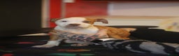 Pitbull cani in vendita: Cuccioli di Pit Bull con pedigree anche a rate - Annuncio 15
