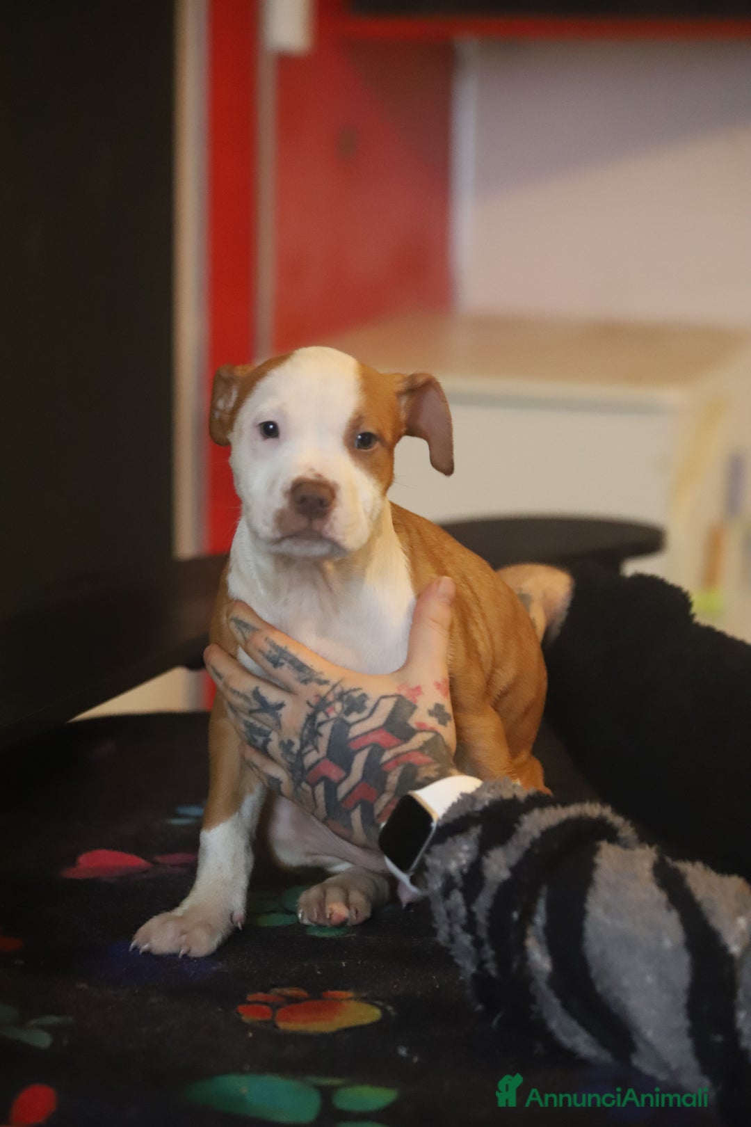 Pitbull cani in vendita: Cuccioli di Pit Bull con pedigree anche a rate - Annuncio 15