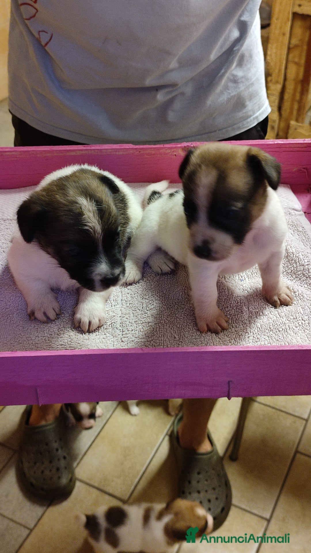 Jack Russell cani in vendita: Cuccioli di jack Russell a Province of Treviso - Immagine 6